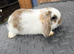 Mini Lop for sale