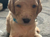8 beautiful Goldendoodle puppiesjavascript:;