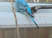 Four young cock budgies