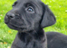 Pedigree Labrador pups - all black - Parents KC Reg