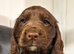 7 beautiful cocker spaniel