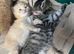 BEAUTIFUL KITTENS TO RESERVE