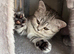Scottish fold kittens
