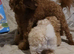 Toy Poodle puppies ready now (both parents KC)