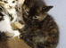 3 kittens
