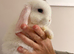 Beautiful mini lop babies