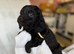 READY TO GO 2 boys 1 girl daxiepoo puppy