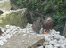 Chinese quail