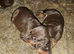 Kc'D Stunning Dobermann pups