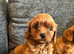 Cavapoo boy