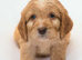 F1 cockapoo puppies