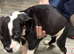 2 presa canario cross american bulldog puppies