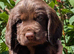 3 Handsome Chocolate sprocker pups looking for a new home