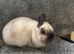 Netherland dwarf babies