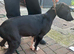 Wheaton bull greyhound