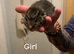 One tabby girl left