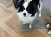 Beautiful puppies for sale