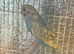 Baby budgies