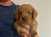 Outstanding miniature Labeadoodles both parents fully health tested licensed breeder
