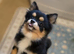 Pomchi black and tan female