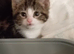 8 week old tabby girl