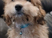  Adorable Female Cavachon Puppy Ready for Her Forever Home!