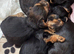 Yorkshire terrier puppy girl