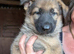 Beautiful female german shepherd pups