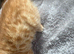 Gorgeous 8 week old kittens