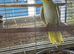 Tame Cockatiels
