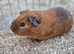 California x boys 4 months old £20 for both