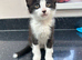 Kittens looking for their forever home