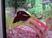 Male fighter fish