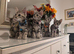 Adorable kittens in London(SE18)