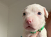 American bully pups
