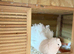 **Show Indian Fantails – Beautiful Pair **