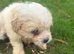 Cavapoochon puppies