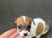 Jack Russell pups ready to leave