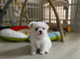 Last Beautiful KC Registered Maltese Girl Available