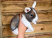 Beautiful French lop and mini lop babies