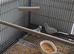 Diamond doves