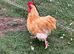 BUFF ORPINGTON COCKEREL