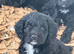 Adorable F1 ethically bred Sproodle pups