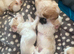 Maltipoo
