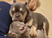 French bulldog boy and girl
