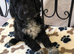 Exquisite cockapoo puppies from Health tested parents