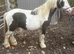 Future star! 11.2hh 4 year old coloured minicob
