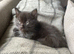 5x Beautiful fluffy black ragdoll/Maincoone cross kittens