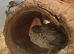 4 button quail UNSEXED