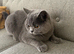 Beautiful Friendly Cat Looking for a Loving Home
